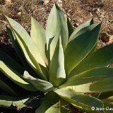 Agave mitis mitis ©JC Fluet-0128.JPG